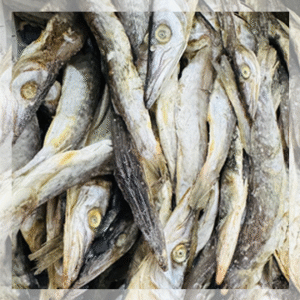 Sheela (Barracuda)